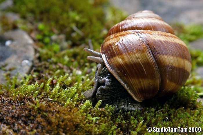 Chiocciola 1 _ Cornu aspersum.jpg